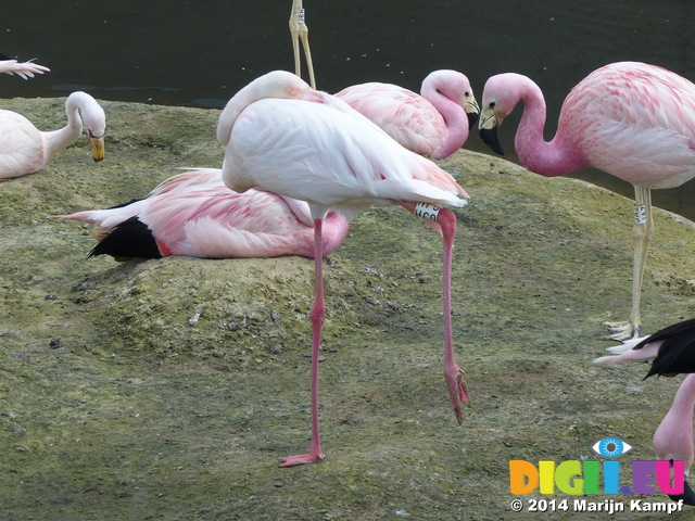 FZ006381 Andean flamingo (Phoenicopterus andinus)